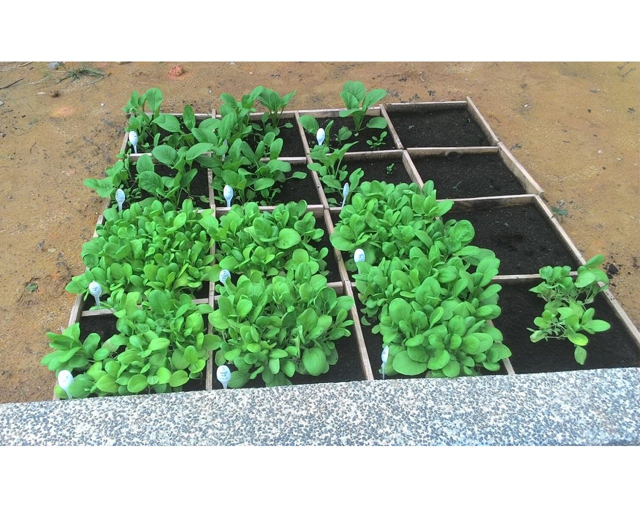 SUTD Urban Farming