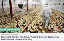 Preventing Another Pandemic The Link Between Coronavirus and Industrial Livestock Farming