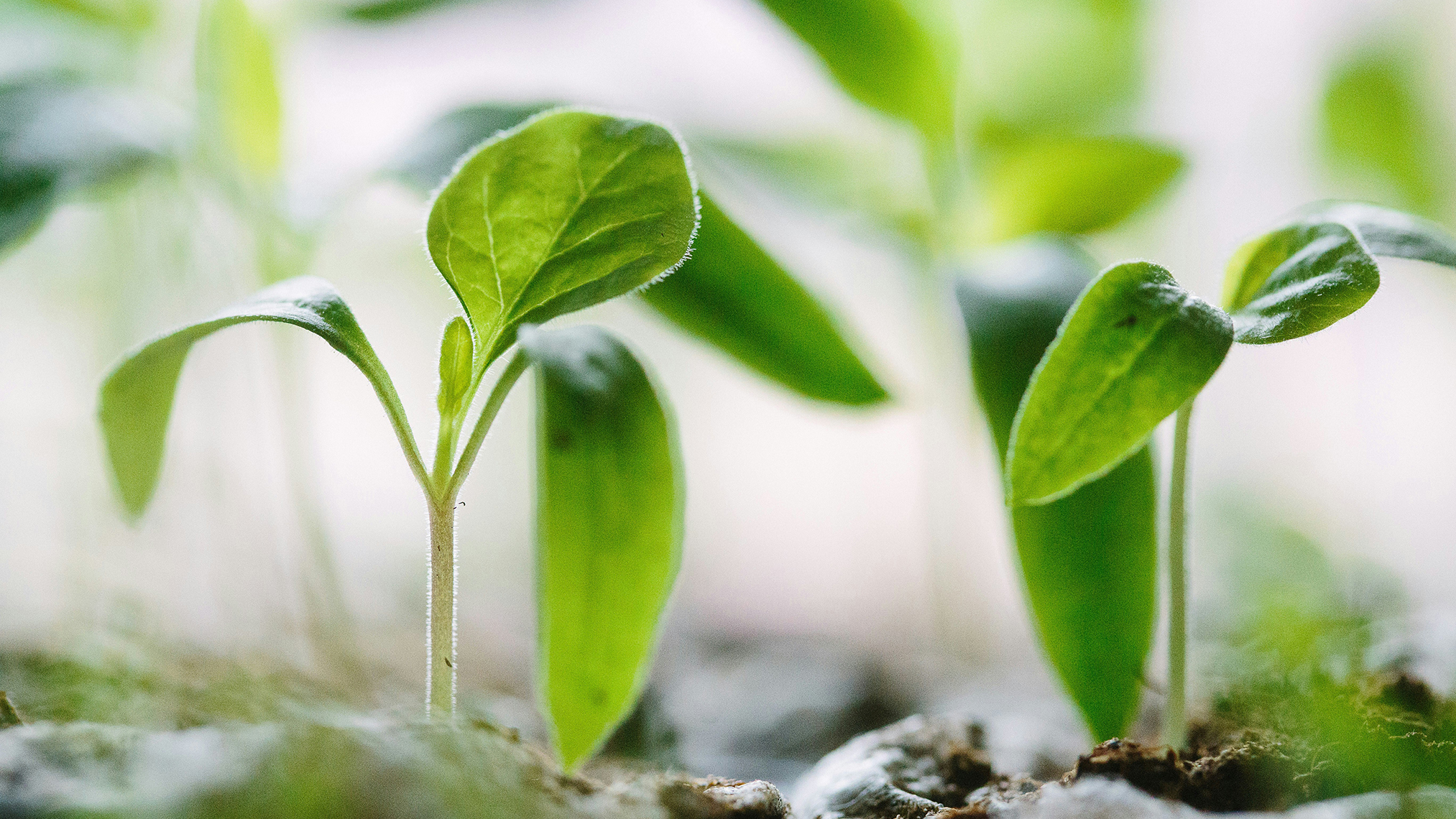 Roundtable on Global Gardens Botanical Spaces in Literature Science and Sustainable Design