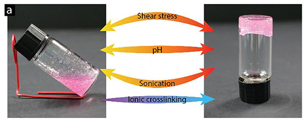 SUTD researchers develop a hydrogel for enhanced cell encapsulation and delivery