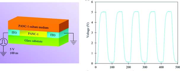 SUTD researchers leverage novel nanotechnology to control cells over long periods